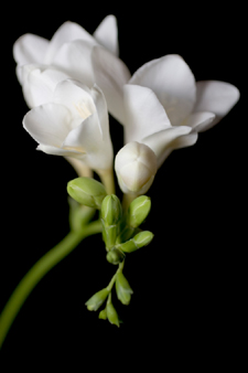 Common Scents Sense