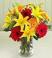 Gerberas
