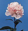 Whisper Peony