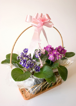 African Violets