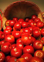 Apples