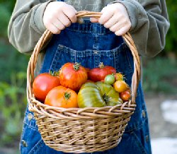 Basket of Heirloom Tomatoes
