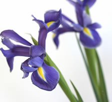 Iris Flower Picture on The Trendiest Colors For Fall 2008 Galas