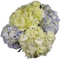 Denise Flachbart Hydrangeas