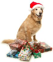 Dog With Gifts