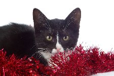 KittenInTinsel