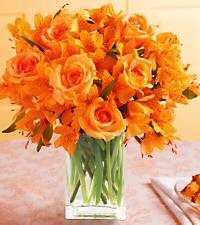Orange Roses
