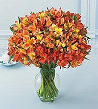 Peruvian lilies
