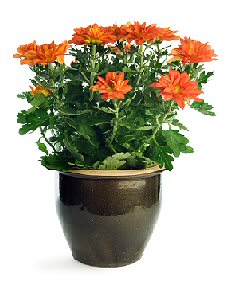 Potted Orange Chrysanthemum