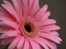 Common Scents Sense